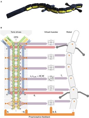 Reproducing Five Motor Behaviors in a Salamander Robot With Virtual Muscles and a Distributed CPG Controller Regulated by Drive Signals and Proprioceptive Feedback